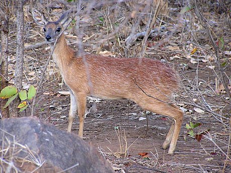 Grisbok Sharpe