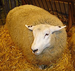 Sheep DSC04002.jpg