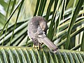 * Nomination Shikra (Accipiter badius) preening on coconut palm, back view, Uthandi, Chennai --Tagooty 07:08, 3 December 2021 (UTC) * Promotion  Support Good quality. --Augustgeyler 16:20, 5 December 2021 (UTC)