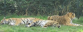 Siberian tigers in their habitat SiberianTigers22.JPG