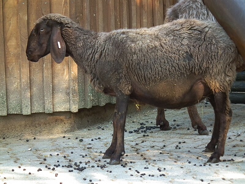 File:Sich schubberndes Braunes Bergschaf.JPG