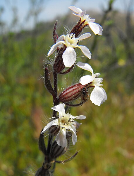 File:Silenegallica1.jpg