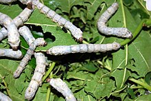 Fifth instar worm