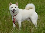 柴犬 Wikipedia