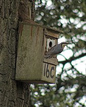 Nuthatches are more reluctant to occupy a nest box than other tree hole nesting birds. Sitta europaea -England -nest box-8-4c.jpg