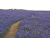 Bluebells on Skomer