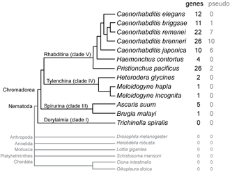 Phylogenetic distribution of known and predicted SmY RNA genes, and the number of genes and pseudogenes found in each species. Gene numbers are based on computational analysis (using the program Infernal) of genome assemblies; in some cases these are draft genomes that may be incomplete. SmY-phylogeny.png