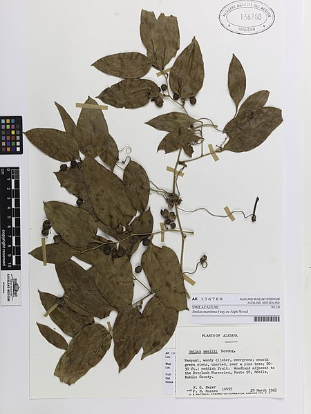 File:Smilax maritima Feay ex Alph.Wood (AM AK136780).jpg