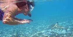 Snorkeler swims near a blacktip reef shark. In rare circumstances involving poor visibility, blacktips may bite a human, mistaking it for prey. Under normal conditions they are harmless and shy. Snorkeler with blacktip reef shark.jpg