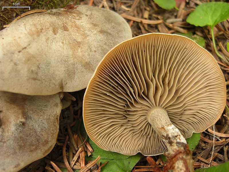 File:Snowbank Mushroom (3818293430).jpg