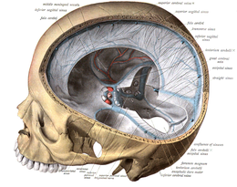 Dural venous sinuses bordered by hard meninges (shown in blue) direct blood outflow from cerebral veins to the internal jugular vein at the base of skull Sobo 1909 589.png