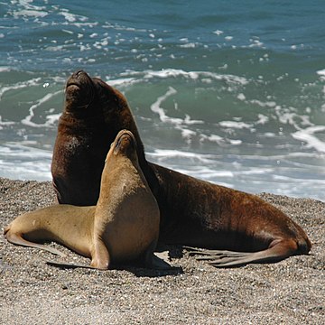 Male and female South American sea lions, showing sexual dimorphism