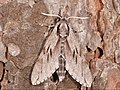 Sphinx pinastri (Linnaeus, 1758)