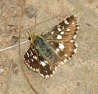 <i>Agyllia</i> Genus of butterflies