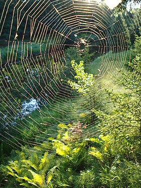 Spider Web