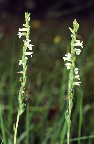 <i>Spiranthes aestivalis</i> Species of orchid