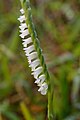 Spiranthes sinensis