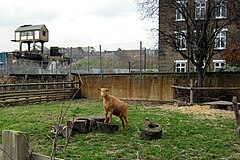 Spitalfields City Farm ешкісі (102642846) .jpg