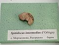en:Spitidiscus intermedius d'Orbigny, en:Barremian, en:Mortagonovo at the en:Sofia University "St. Kliment Ohridski" Museum of Paleontology and Historical Geology