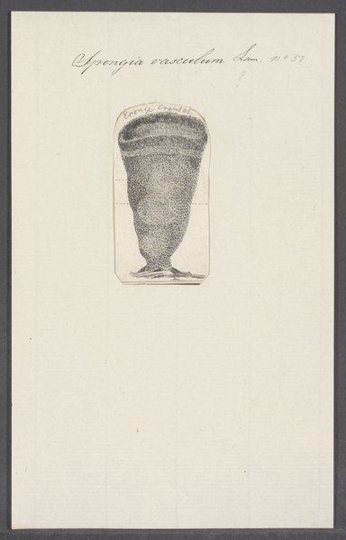 File:Spongia vasculum - - Print - Iconographia Zoologica - Special Collections University of Amsterdam - UBAINV0274 112 02 0061.tif