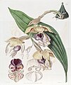 Stanhopea insignis plate 1837 in: Edwards's Bot. Register (Orchidaceae), vol. 22, (1836)