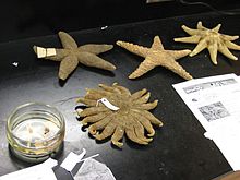 Différentes espèces d'étoiles de mer dans un musée.