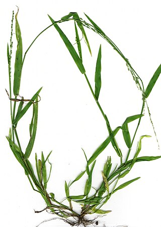 <i>Ehrharta erecta</i> Species of flowering plant