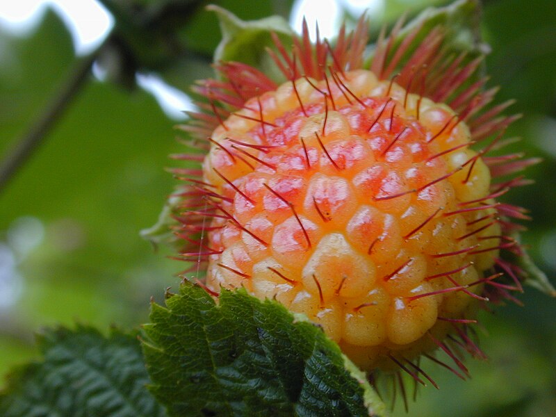 File:Starr 030419-0035 Rubus hawaiensis.jpg