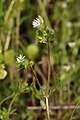 Stellaria media