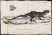Stellio cyanogaster - 1700-1880 - Cetak - Iconographia Zoologica - Koleksi Khusus Universitas Amsterdam - UBA01 IZ12700067.tif