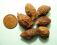 Sterculia lychnophora seeds.jpg