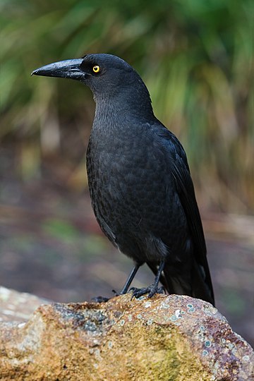 Currawong