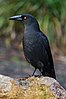 The Black Currawong