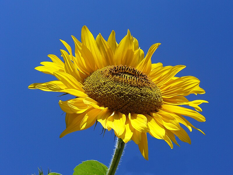 File:Sunflower from Silesia Edit.jpg