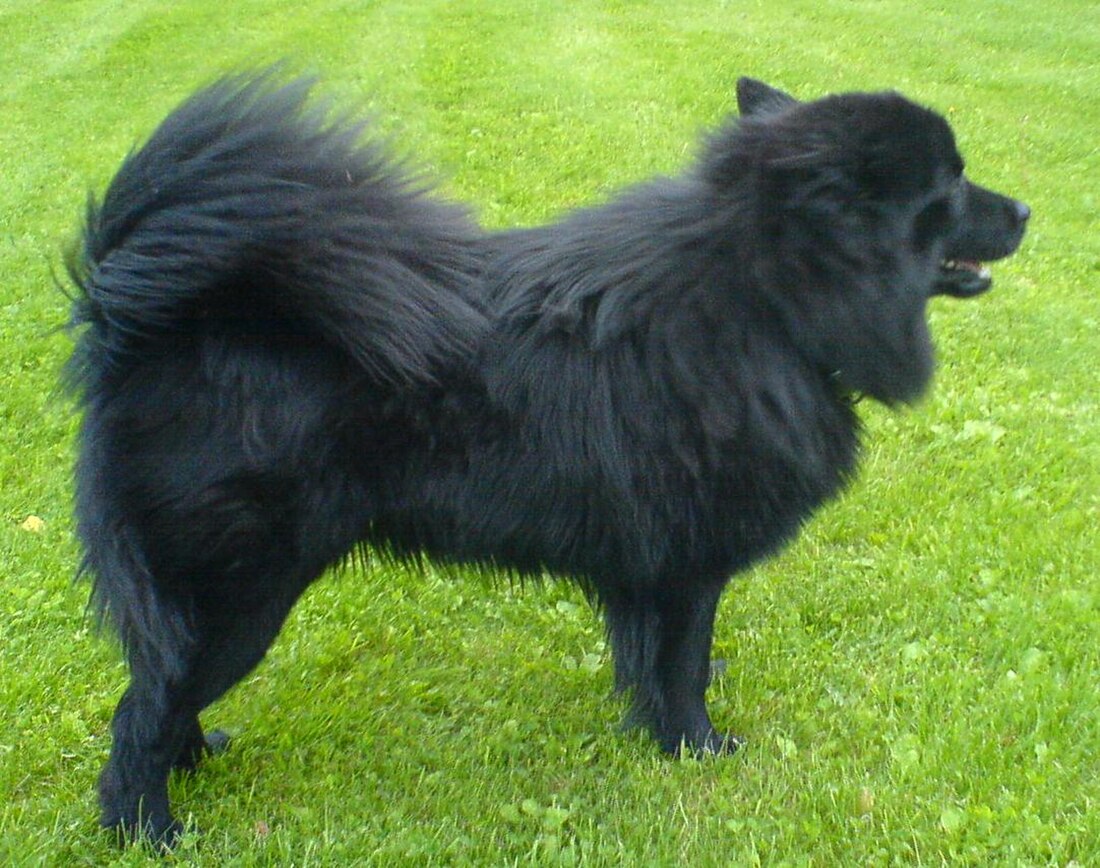 Lapphund