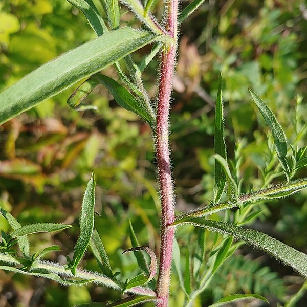 File:Symphyotrichum pilosum pilosum 226310223.jpg