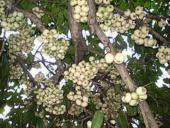 Syzygium moorei fruitua