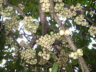 Fruit showing cauliflory Syzygium moorei fruit1.JPG