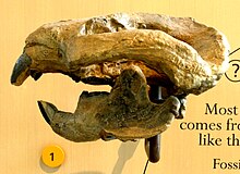 Cranio di Taeniolabis taoensis