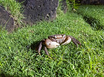 Un Cangrejo en la isla