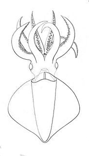 <i>Taningia</i> Genus of squids