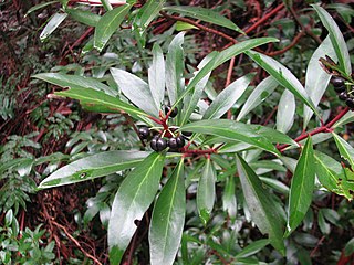 <i>Tasmannia</i> genus of plants