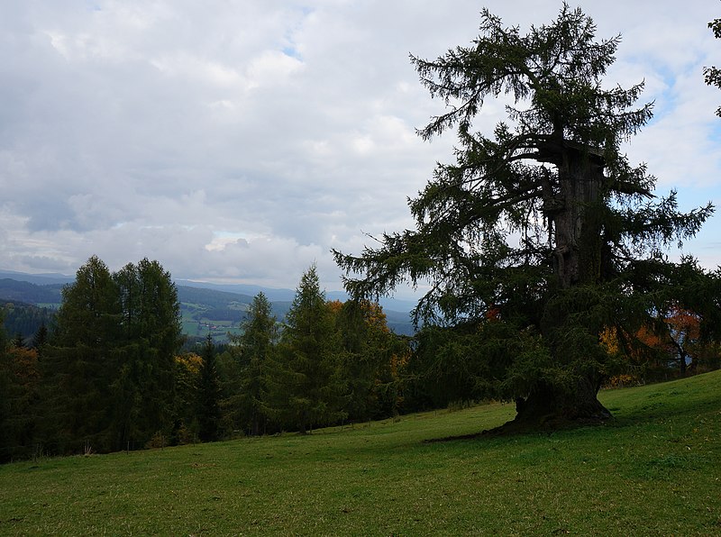 File:Tausendjährige Lärche beim vulgo Widitscher in der Sirnitz, Kärnten.jpg