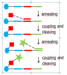 Scheme of a stepwise templated synthesis. Circle, square, star are BBs, color rectangles are codes of BBs Templated synthesis.png