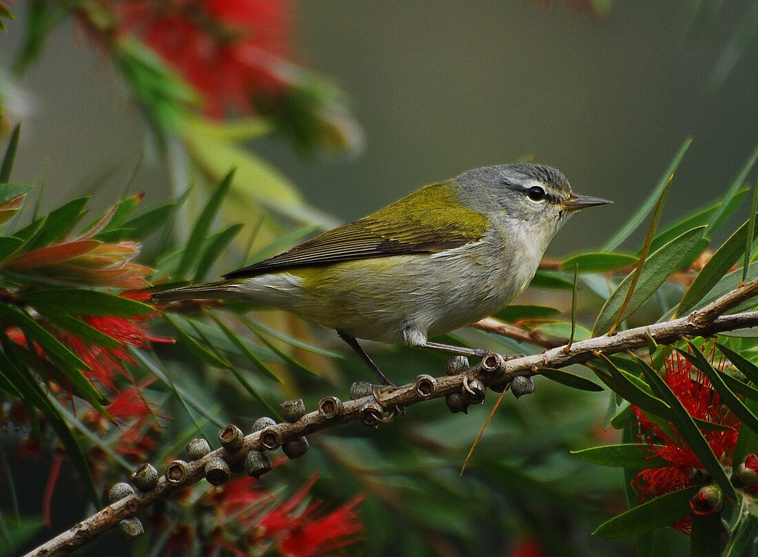 Bosquerola de Tennessee