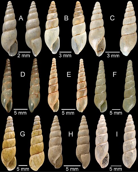 File:Terrestrial molluscs from Laos (10.3897-zookeys.834.28800) Figure 21.jpg