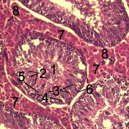 Histological section through testicular parenchyma of a خنزير بري. 1 Lumen of نبيبات ناقلة للمني 2 طليعة منوية 3 spermatocytes 4 بزرة النطفة  [لغات أخرى] 5 Sertoli cell 6 Myofibroblasts 7 خلية بينيةs 8 شعيرة دموية