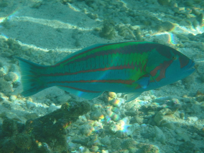 File:Thalassoma trilobatum.JPG