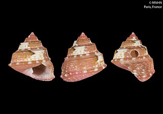 <i>Thalotia tiaraeides</i> Species of gastropod