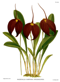 plate 105 Masdevallia harryana var. atrosanguinea Masdevallia coccinea